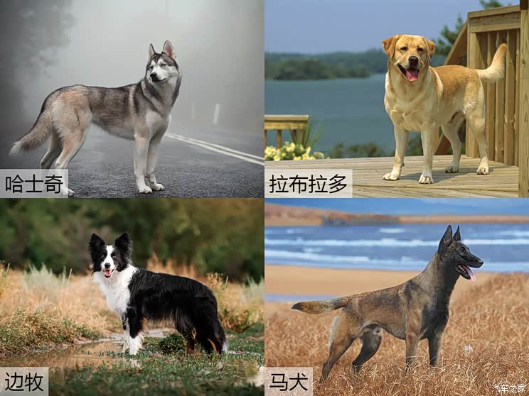 大狗为何如此贴切好名字诠释设计